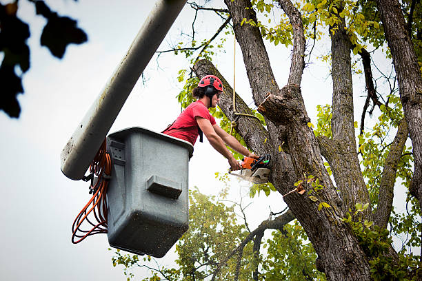 Best Residential Tree Removal  in Coopersville, MI